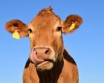Non-stun slaughter ban comes into effect in northern Belgium