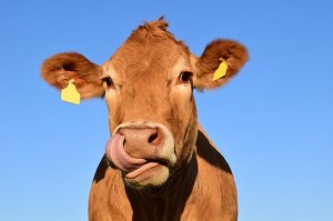 Non-stun slaughter ban comes into effect in northern Belgium