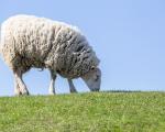 Sheep non-stun slaughter animal welfare