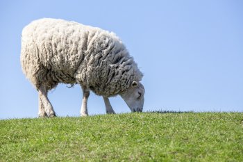 Sheep non-stun slaughter animal welfare