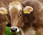 NSS criticises non-stun slaughter carve out in animal welfare bill