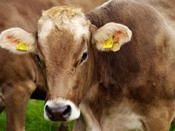 NSS criticises non-stun slaughter carve out in animal welfare bill