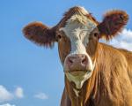 Over half of kosher-slaughtered cows rejected by Jewish authorities