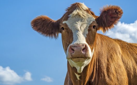 Over half of kosher-slaughtered cows rejected by Jewish authorities