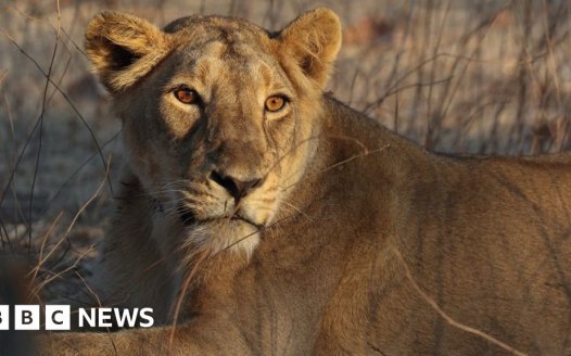 Indian zoo ordered to change lions’ 'blasphemous' names